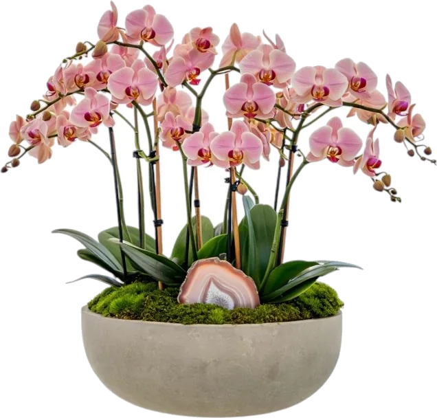 Blush Agate Orchid