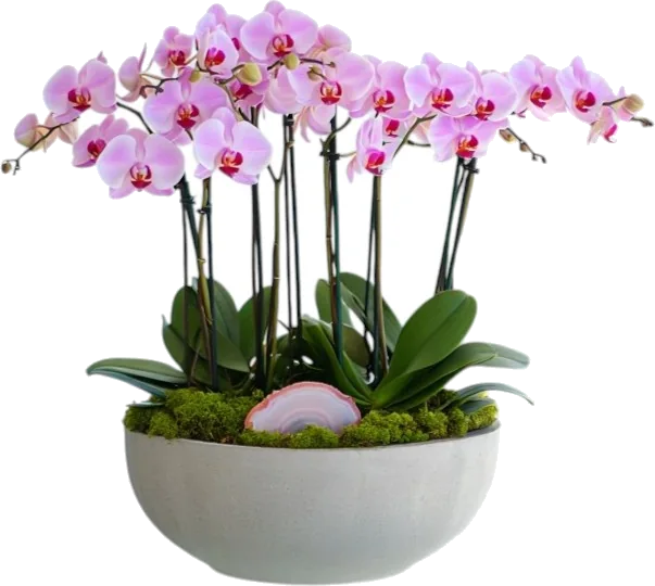 Atelier Pink Orchid