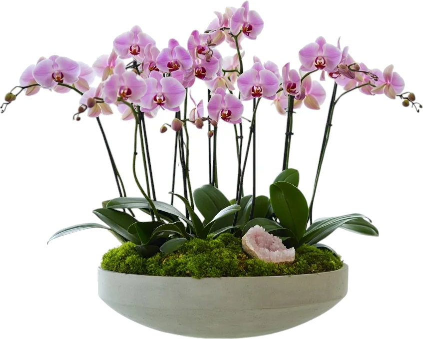 Rosé Aura Orchid