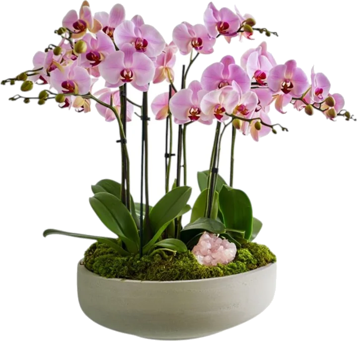 Rosé Cluster Orchid