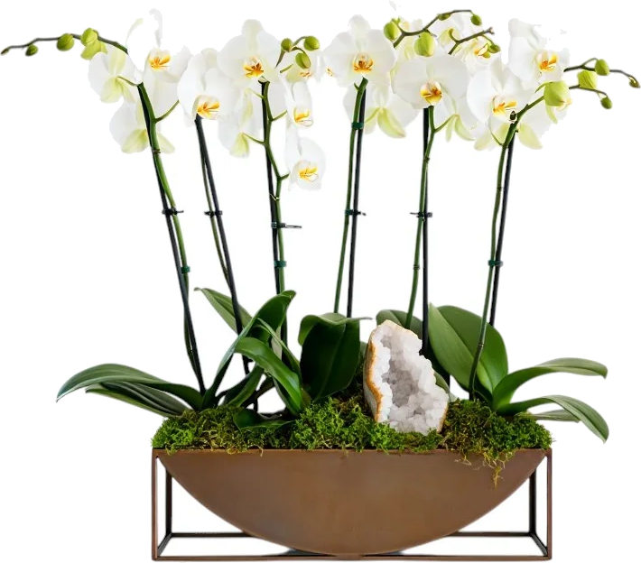 White Column Orchid