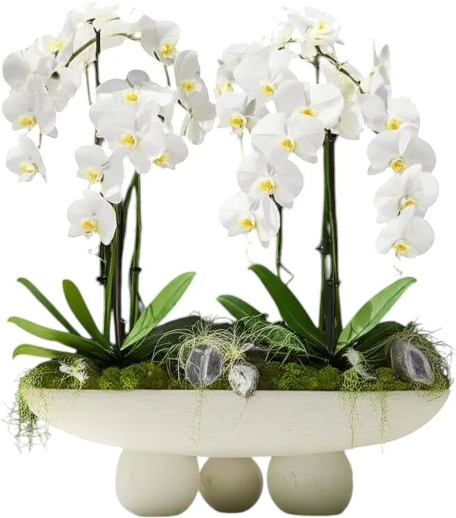 White Cascade Twins