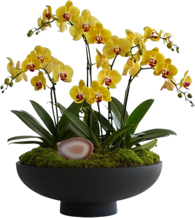 Noir Agate Golden Orchid