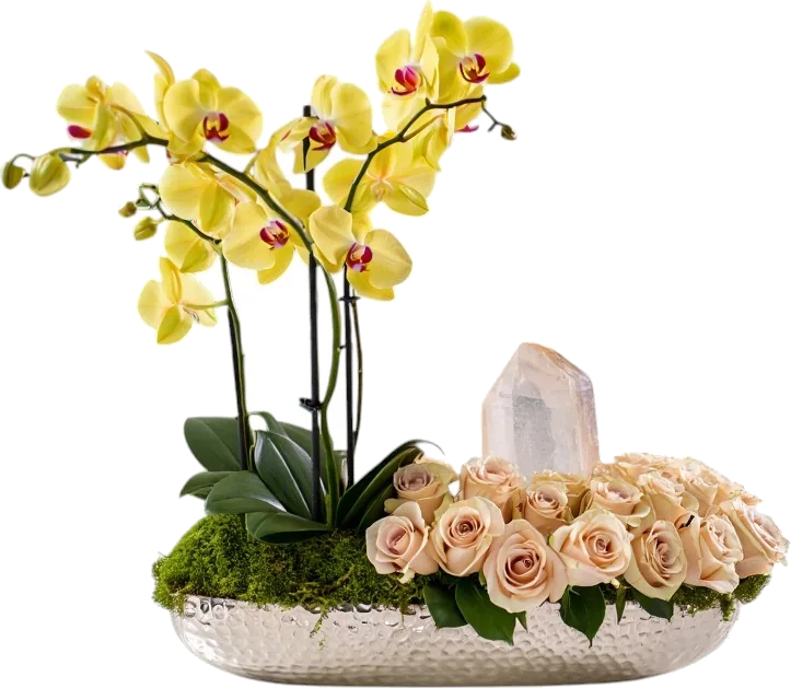 Solar Aurea Orchid & Champagne Roses