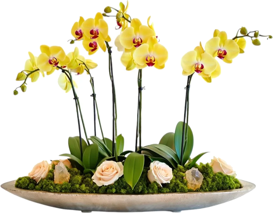 Lumen Linea Orchid